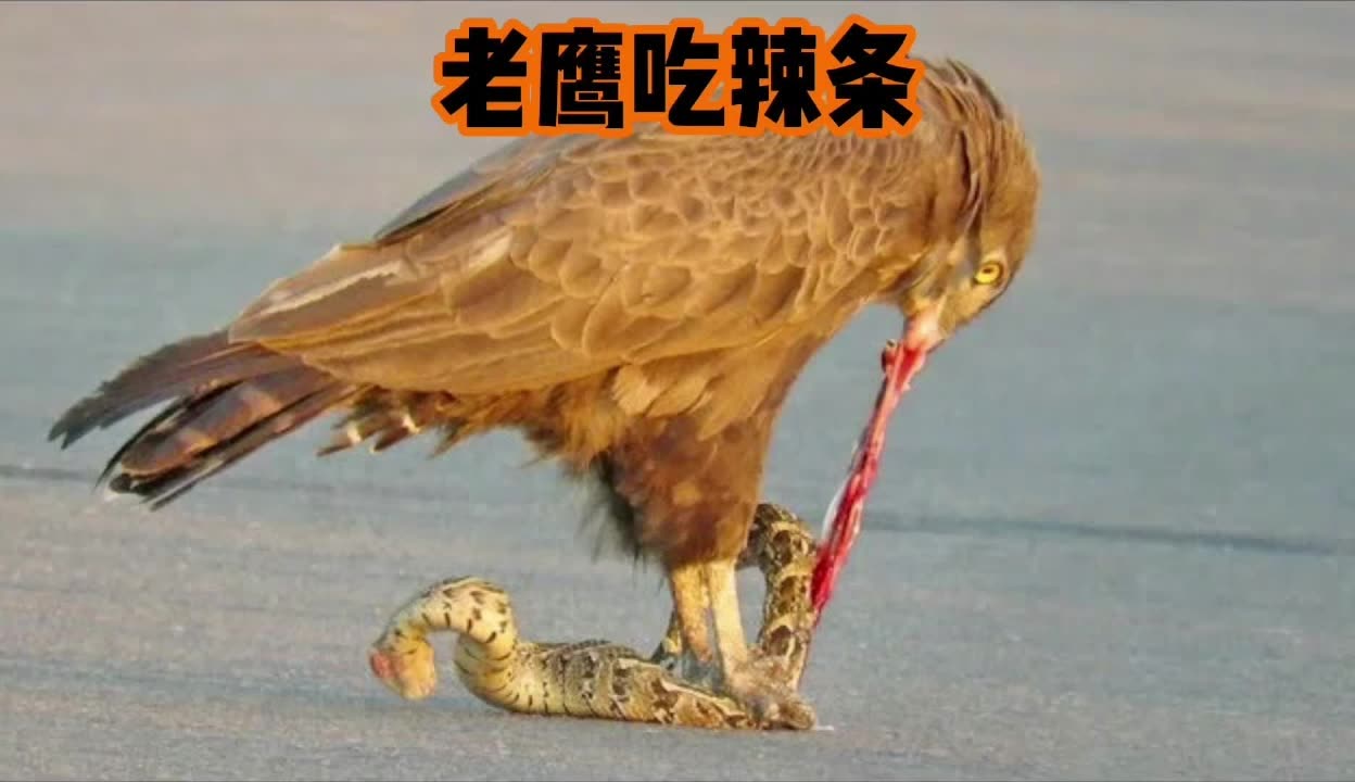  英雄联盟wbg战队karsa去哪了 